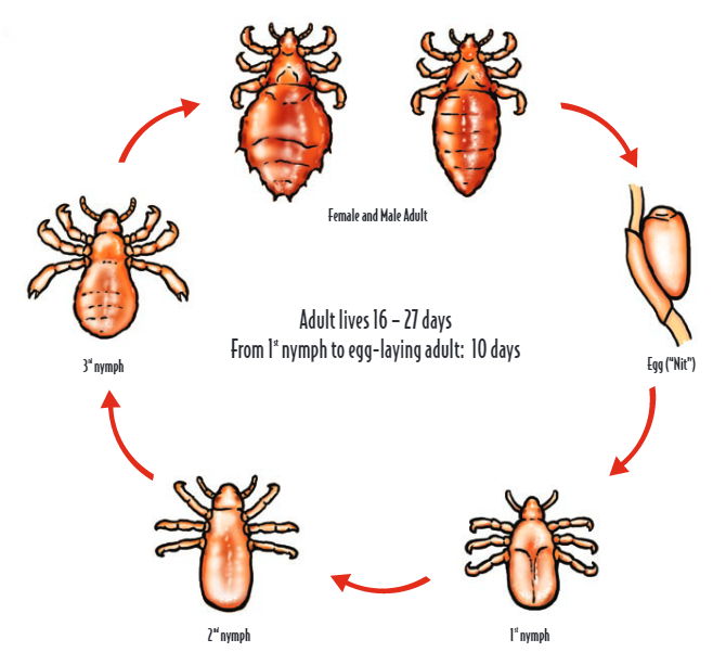 life cycle of lice